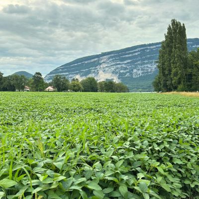 swissoja-champ-soja-bio-geneve champ de soja avec le Salève en arrière plan